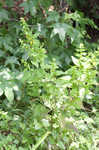 Mullein foxglove